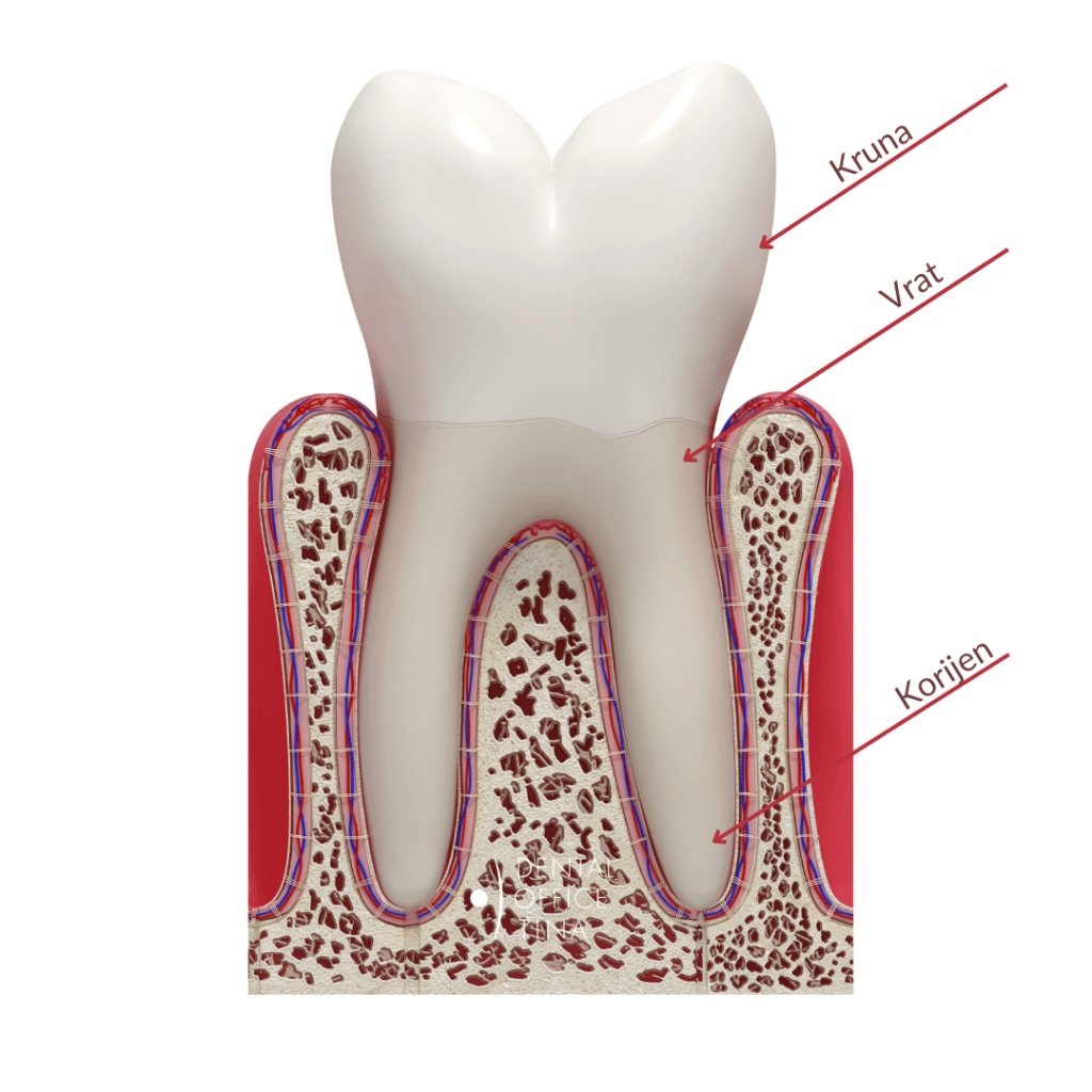 ogoljeni zubni vratovi i preosjetljivost zuba